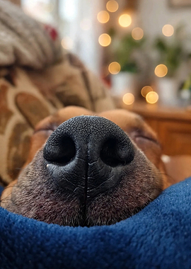 Close-up of a Sleeping Dog Nose