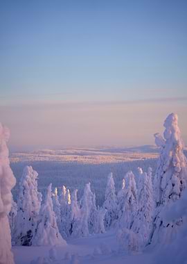 Snowy Forest at Sunset