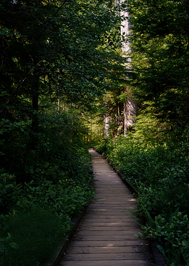 Wooden Boardwalk Through Lush Forest