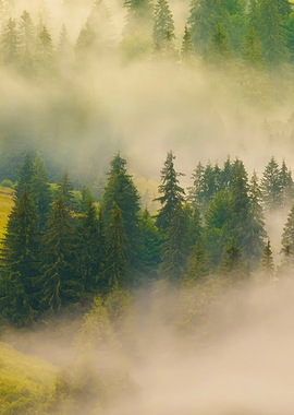 Misty Pine Forest Landscape