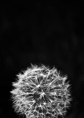 Black and White Dandelion Seed Head