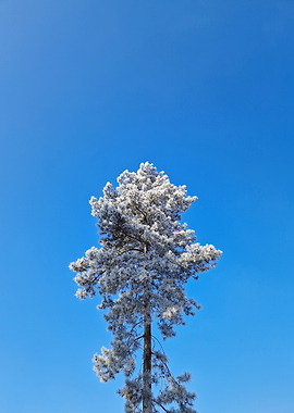 Frost-Covered Pine Tree Against Blue Sky