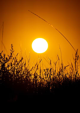 Golden Sunset Over Silhouettes Of Grass