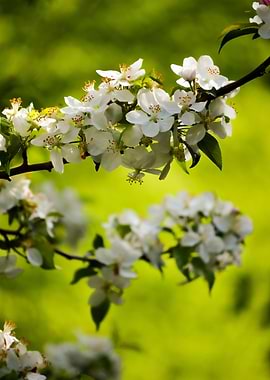 White Apple Blossoms in Spring
