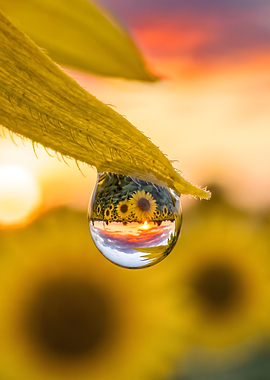 Sunflower Field Reflected in Dewdrop