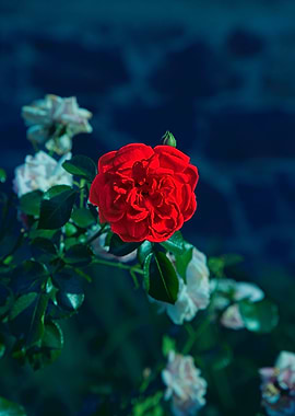 Vibrant Red Rose in Dark Garden