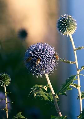 Bees on Globe Thistle Flowers