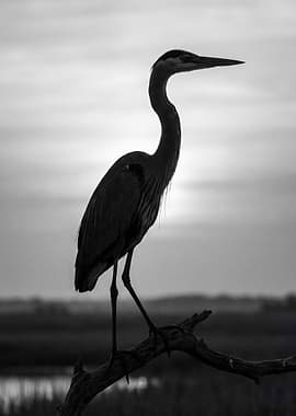 Great Blue Heron Silhouette