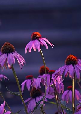 Purple Coneflowers in Golden Hour Light