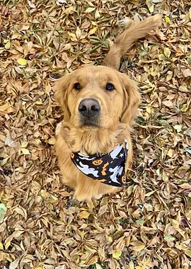A golden retriever wearing a Halloween themed bandana sitting on the golden leaves and giving pose during fall
