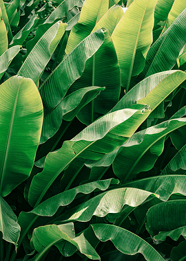 Lush Green Banana Leaves Pattern