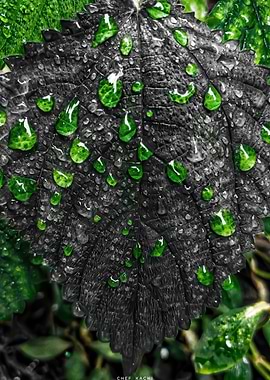 Vibrant Green Dew on Dark Leaf