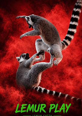 Playful Ring-Tailed Lemurs