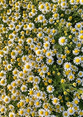 Field of Blooming Chamomile Flowers