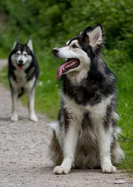 One Malamute-German Shephrd Hybrid and a second Blurred Malamute behind, two Dogs Outdoors
