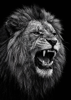 Fierce Roaring Lion Portrait