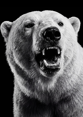Fierce Polar Bear Portrait