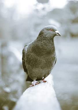 Pigeon with striking red eye