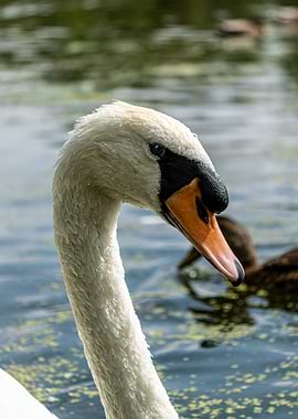 Close-up Portrait of a Mute Swan