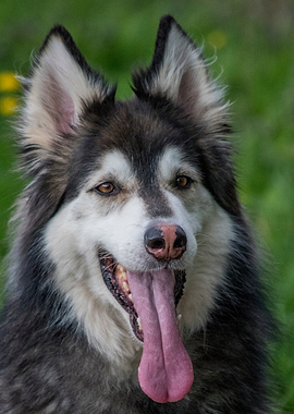 Portrait of a Happy Malamute-German Shepherd Mix Dog