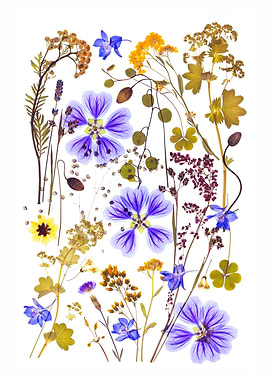 Pressed Wildflower Botanical Collection