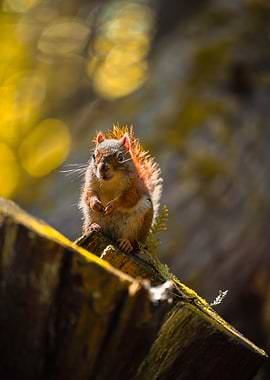 Small Squirrel Perched on Tree Stump