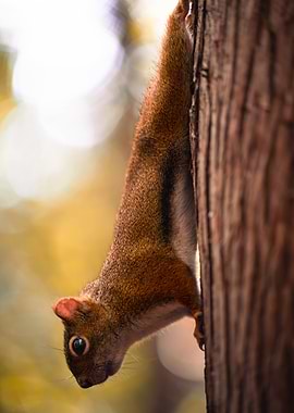 Squirrel Climbing Down a Tree