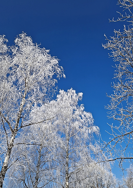 Frost-Covered Birch Trees Against Blue Sky