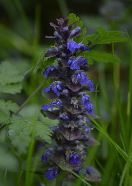 Vibrant Purple Ajuga Reptans Flower