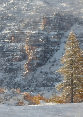 Snowy Mountain Landscape with Pine Tree