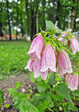 Dewy Pink Bellflowers in Garden