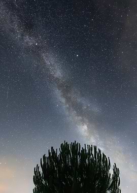 Milky Way Galaxy Above Pine Tree