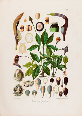 1879 Vintage Botanical Illustration of Arisaema Tropical Arum