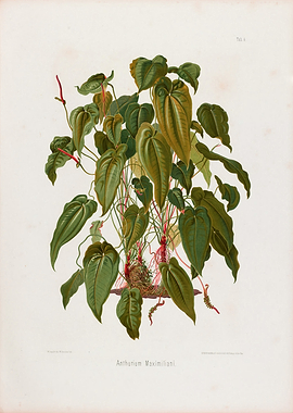 1879 Vintage Botanical Illustration of Tropical Plant Anthurium Maximiliani