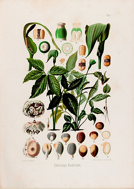 1879 Vintage Botanical Illustration of Zomicarpa Riedeliana Tropical Plant from Brazil
