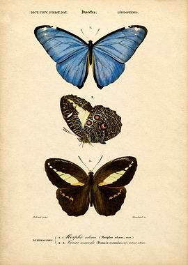 Vintage Butterfly Scientific Illustration