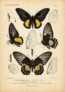 Vintage Papilio Butterfly Scientific Illustration