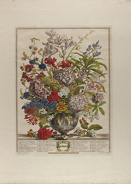 Vintage Botanical Print of July Flowers Bouquet