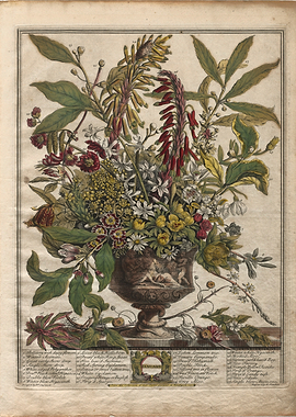 Vintage Botanical Print of January Flowers