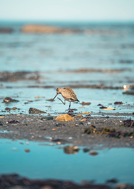 Sandpiper standing on one leg