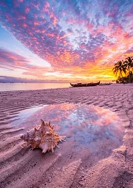 Seashell on Tropical Beach at Sunset