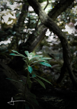 Small Green Plant in Dark Forest
