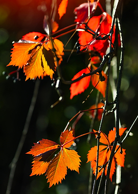 Vibrant Autumn Leaves in Sunlight