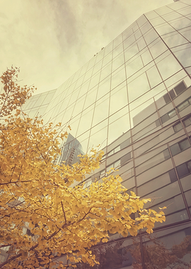 Autumn Ginkgo Tree Against Glass Skyscraper