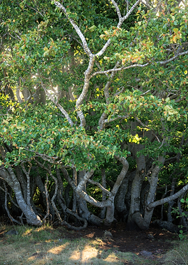 Twisted Birch Trees in Sunlight