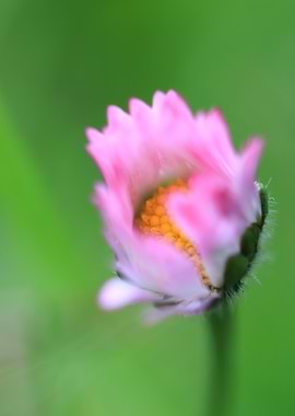 Macro Shot of Pink Daisy Bud