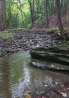 Serene Forest Stream