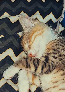 Sleeping Tabby Kitten on Chevron Blanket