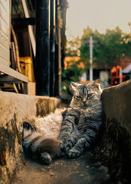 Grumpy cat resting in a gutter