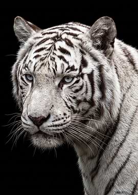Majestic White Tiger Portrait